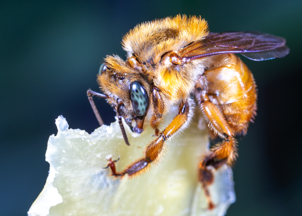 Безжальные пчелы мелипоны