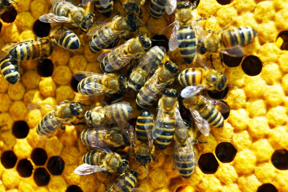 Пчелы зимой