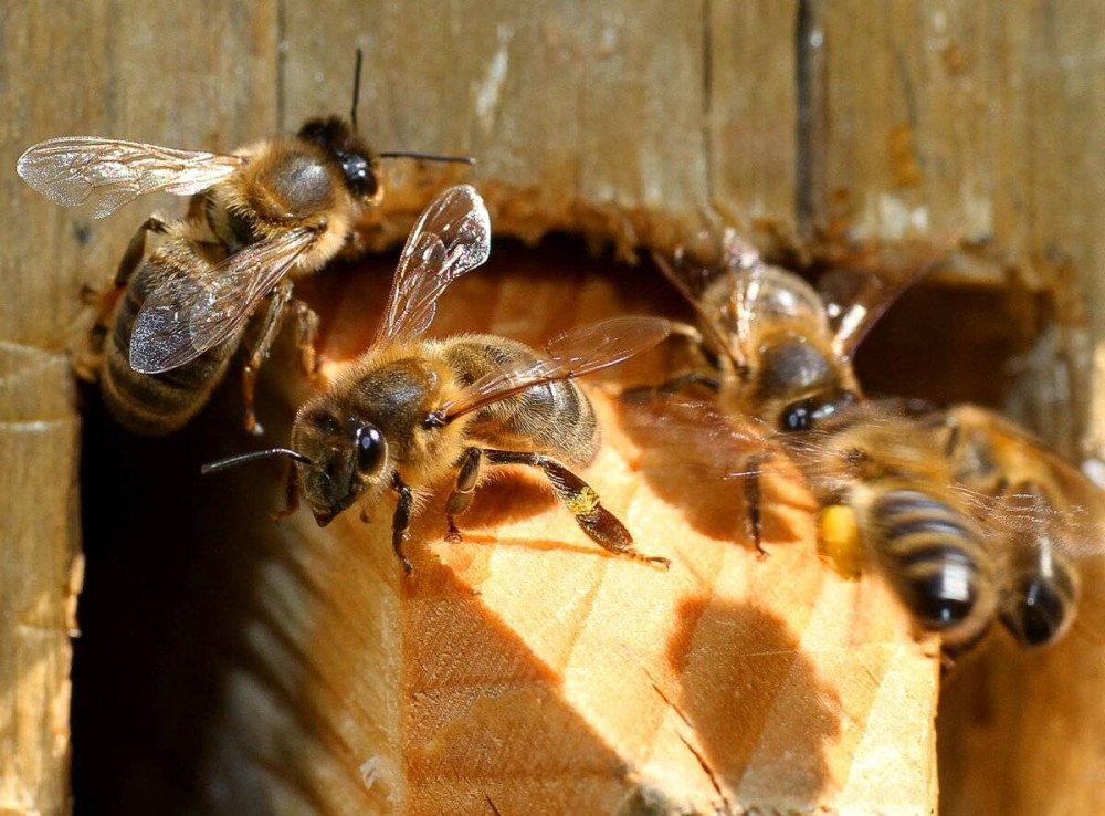 Башкирская бортевая пчела