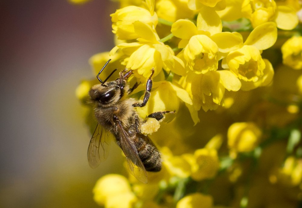Сбор пыльцы пчелами