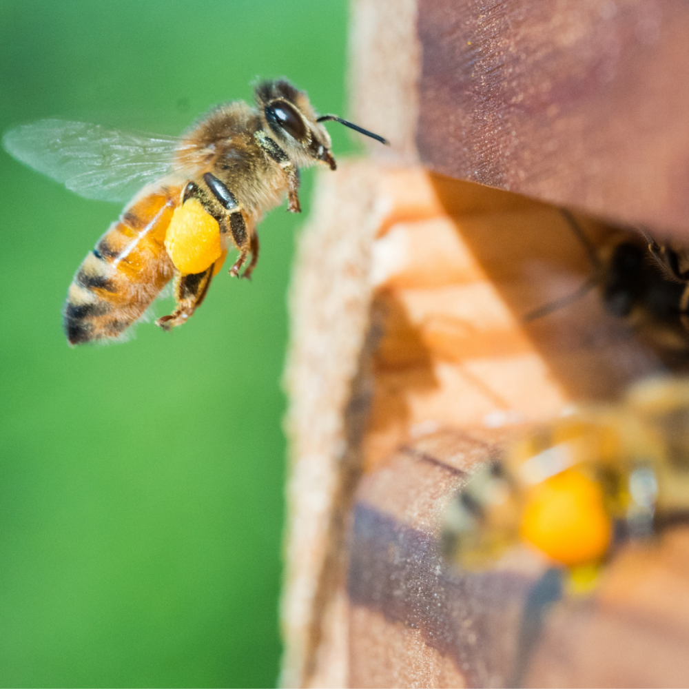 Пчелы Южной Америки