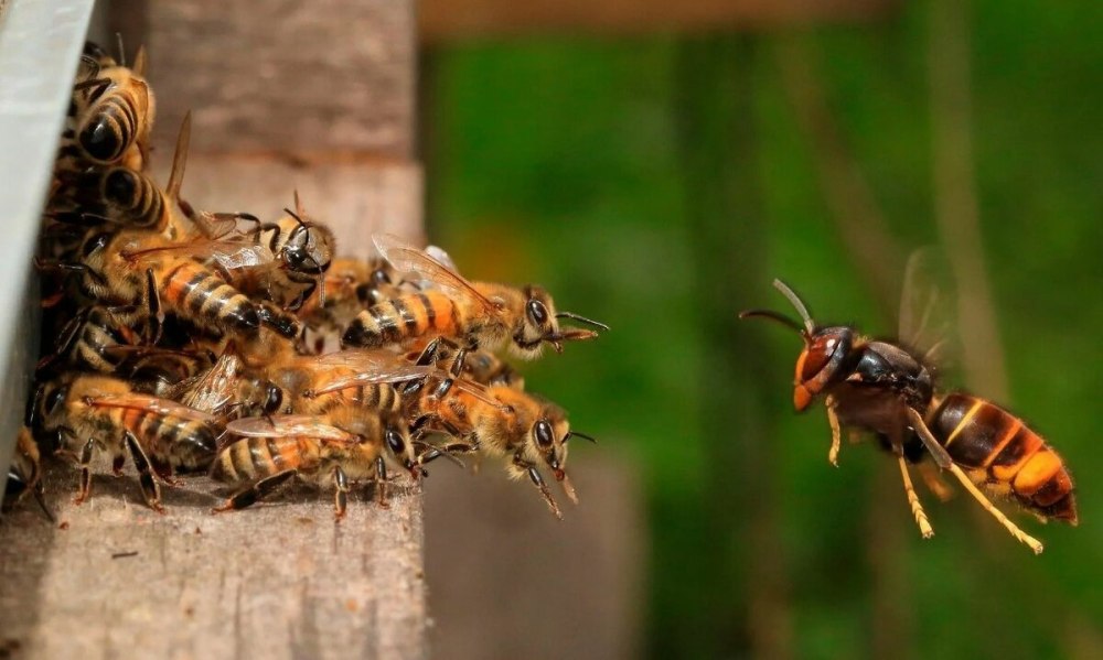Шершень и пчела