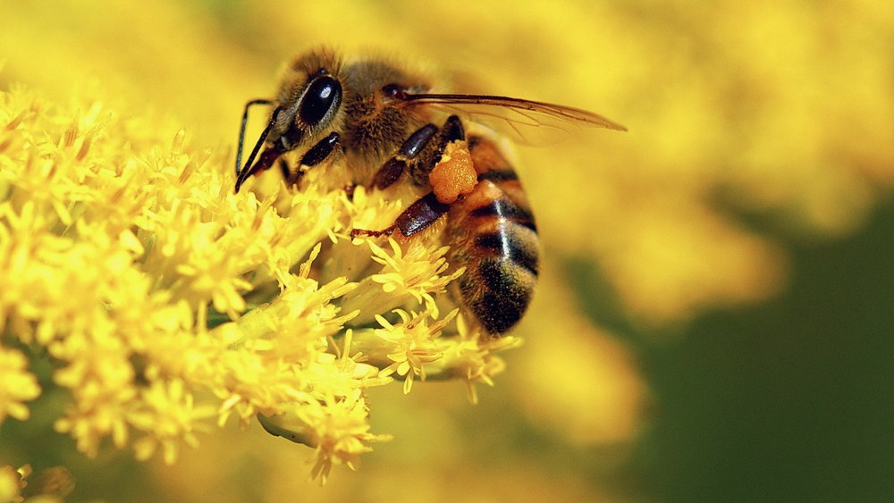 Пчела макро
