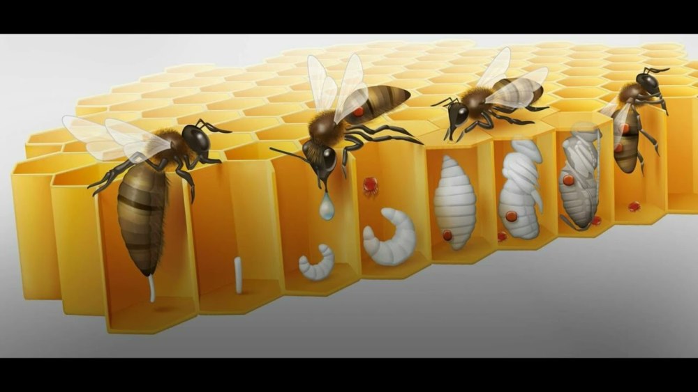 Личинка медоносной пчелы