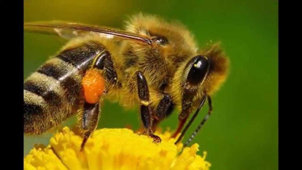 Пчелы медоносные насекомые