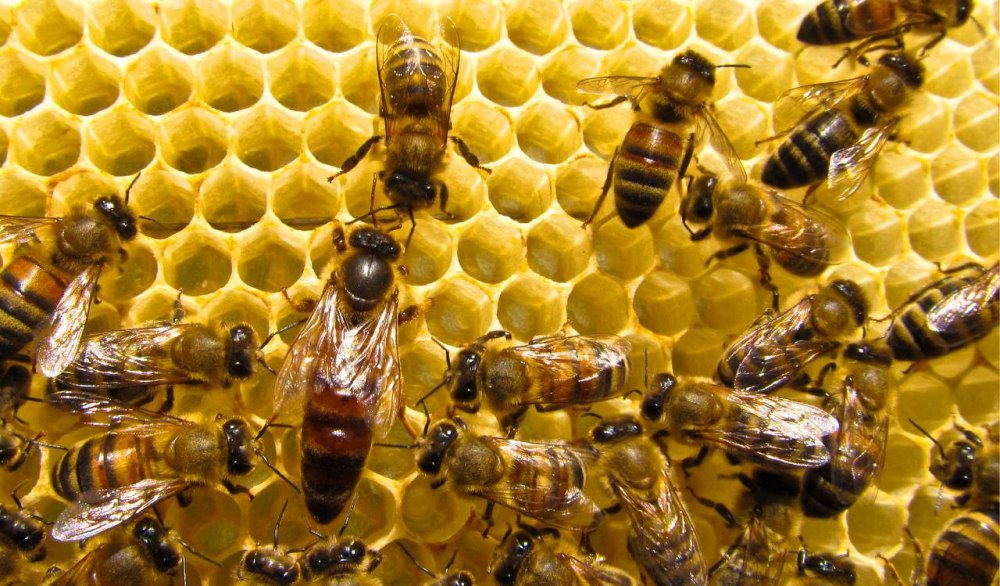 Матка пчелы откладывает яйца