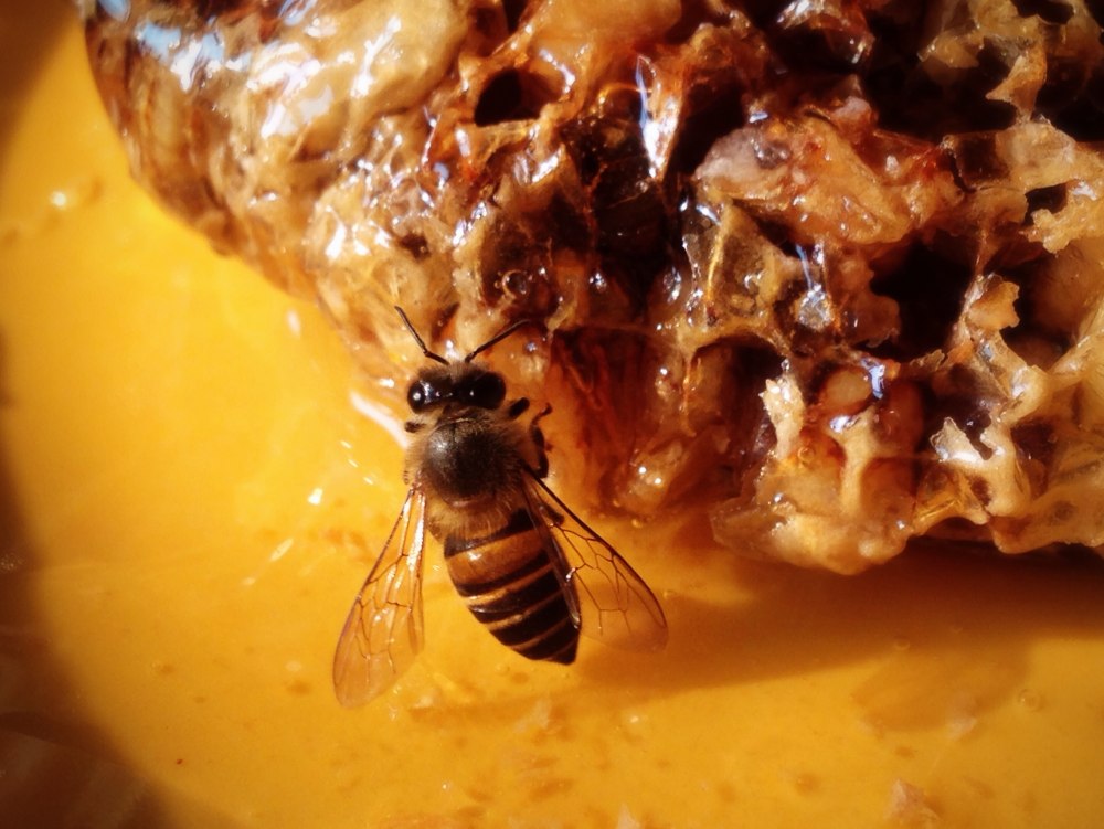 Пчел которые