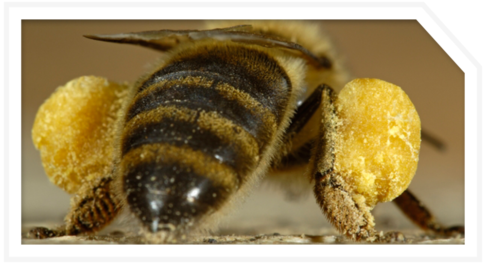 Пчела с мешочками