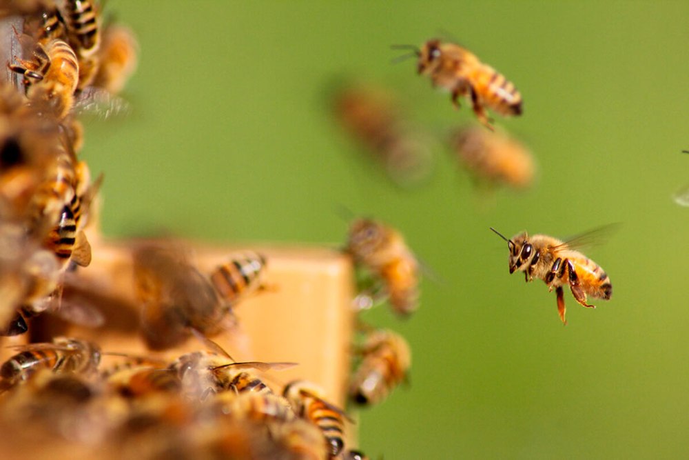 Пчела танцует