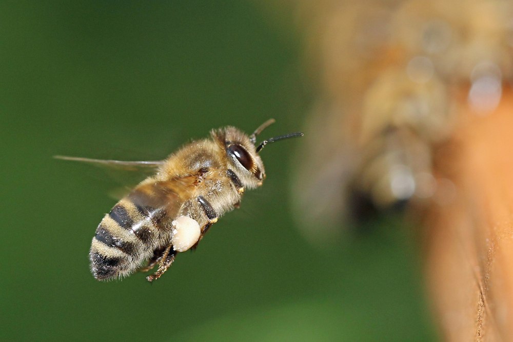 Улей для пчел