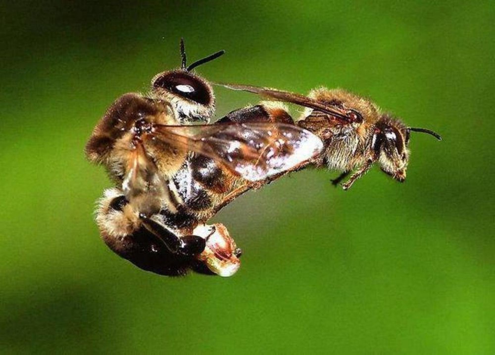 Рабочая пчела