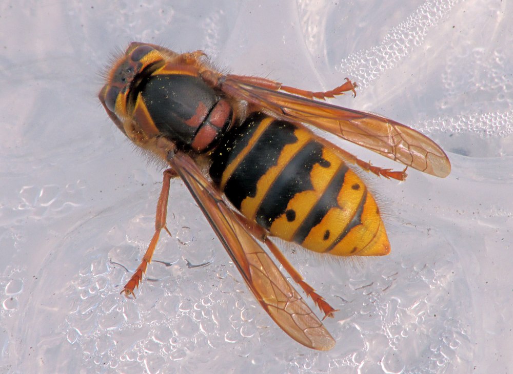 Queen Wasp