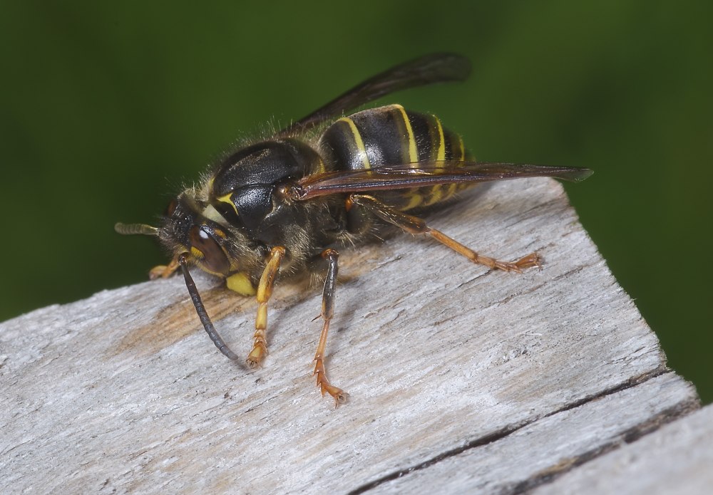 Оса Dolichovespula