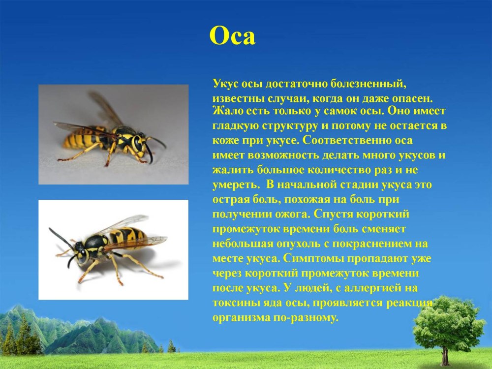 Осу проекта