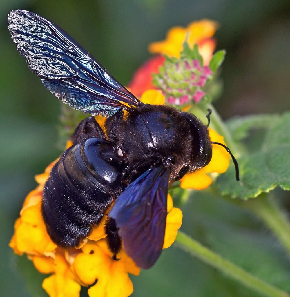 Шмель-плотник фиолетовый( Xylocopa violacea )