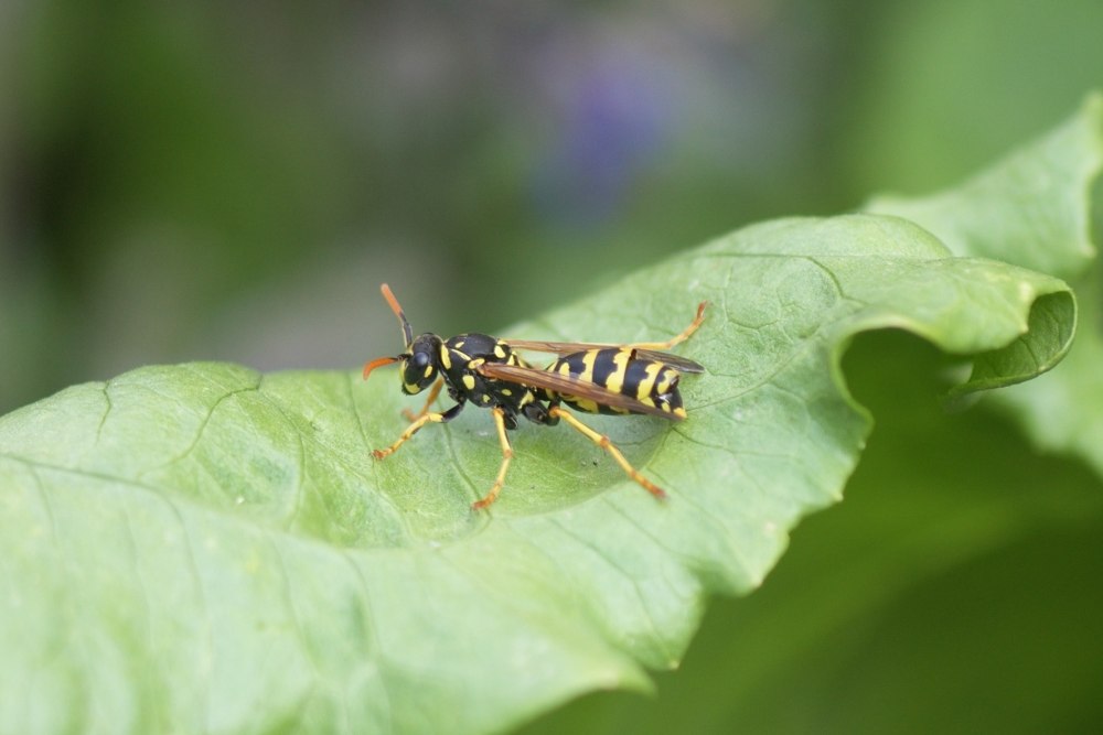 Wasp насекомое