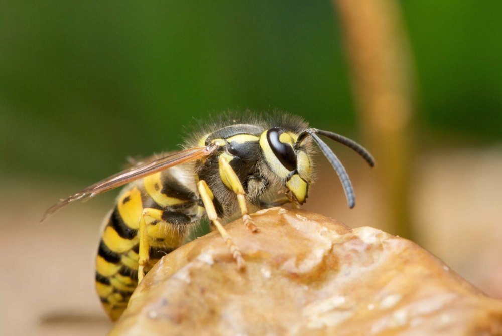 Wasp Оса