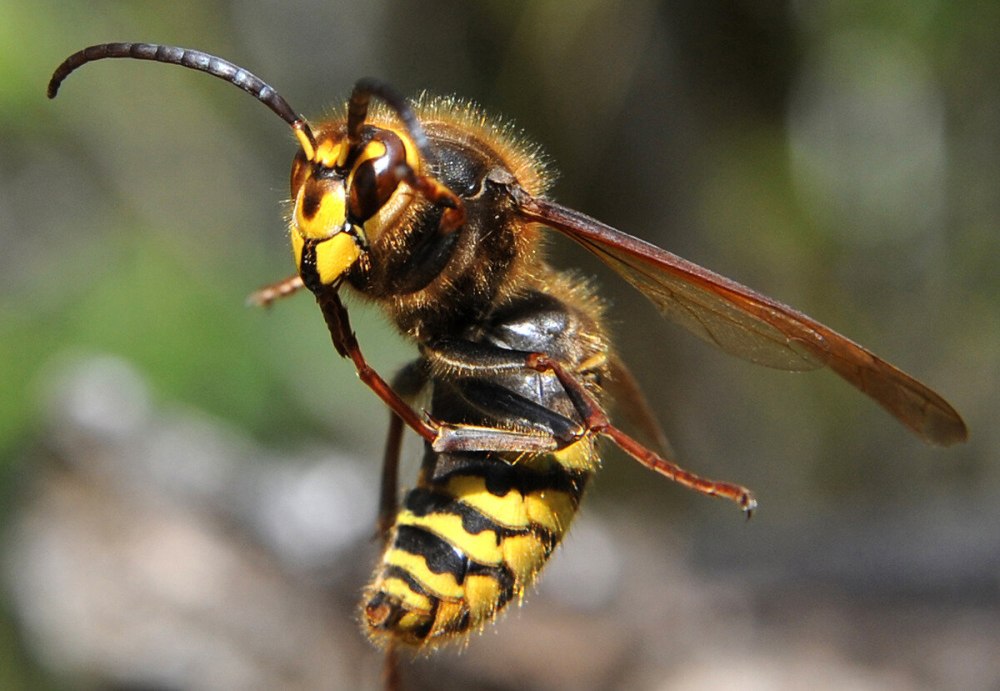 Шершень обыкновенный Vespa crabro