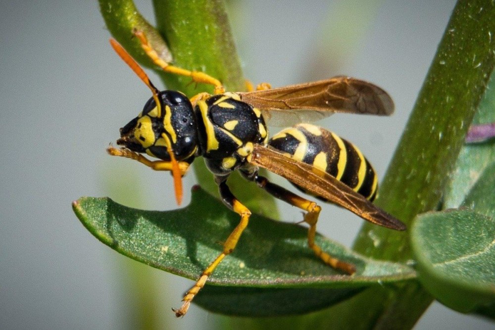 Wasp Оса