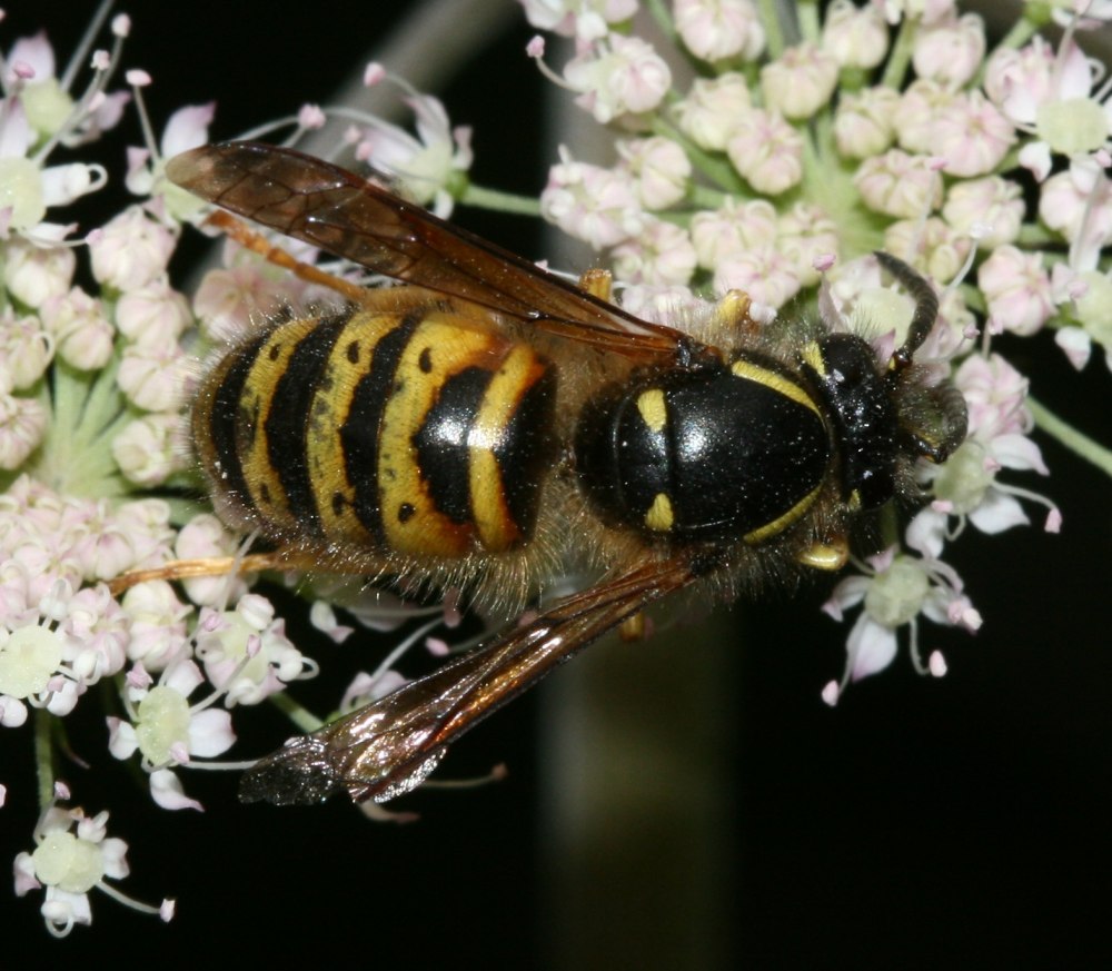 Dolichovespula norwegica