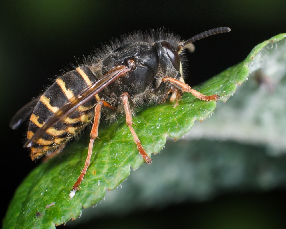 Dolichovespula