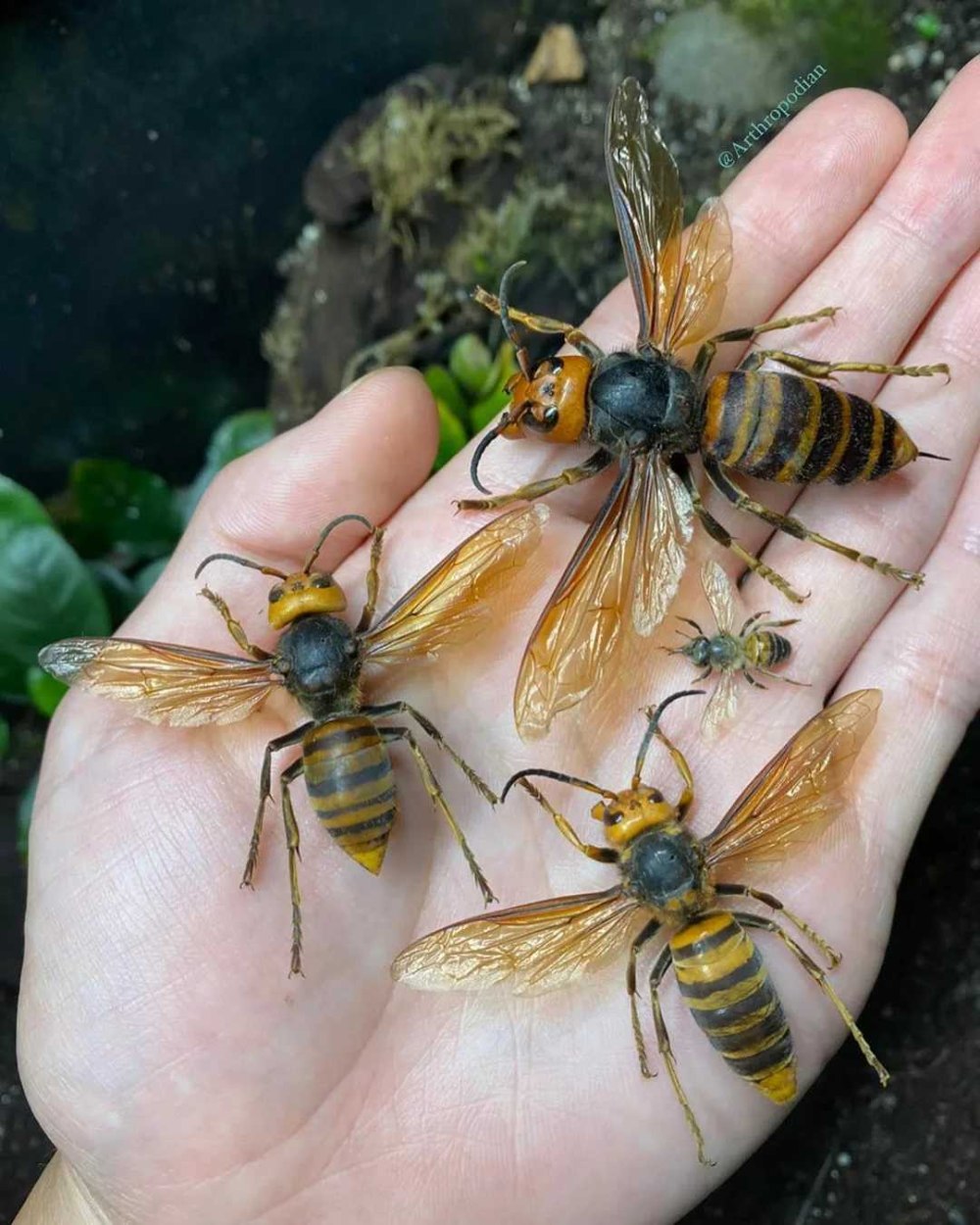 Vespa mandarinia Шершень