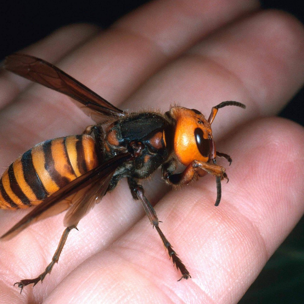 Vespa mandarinia Шершень