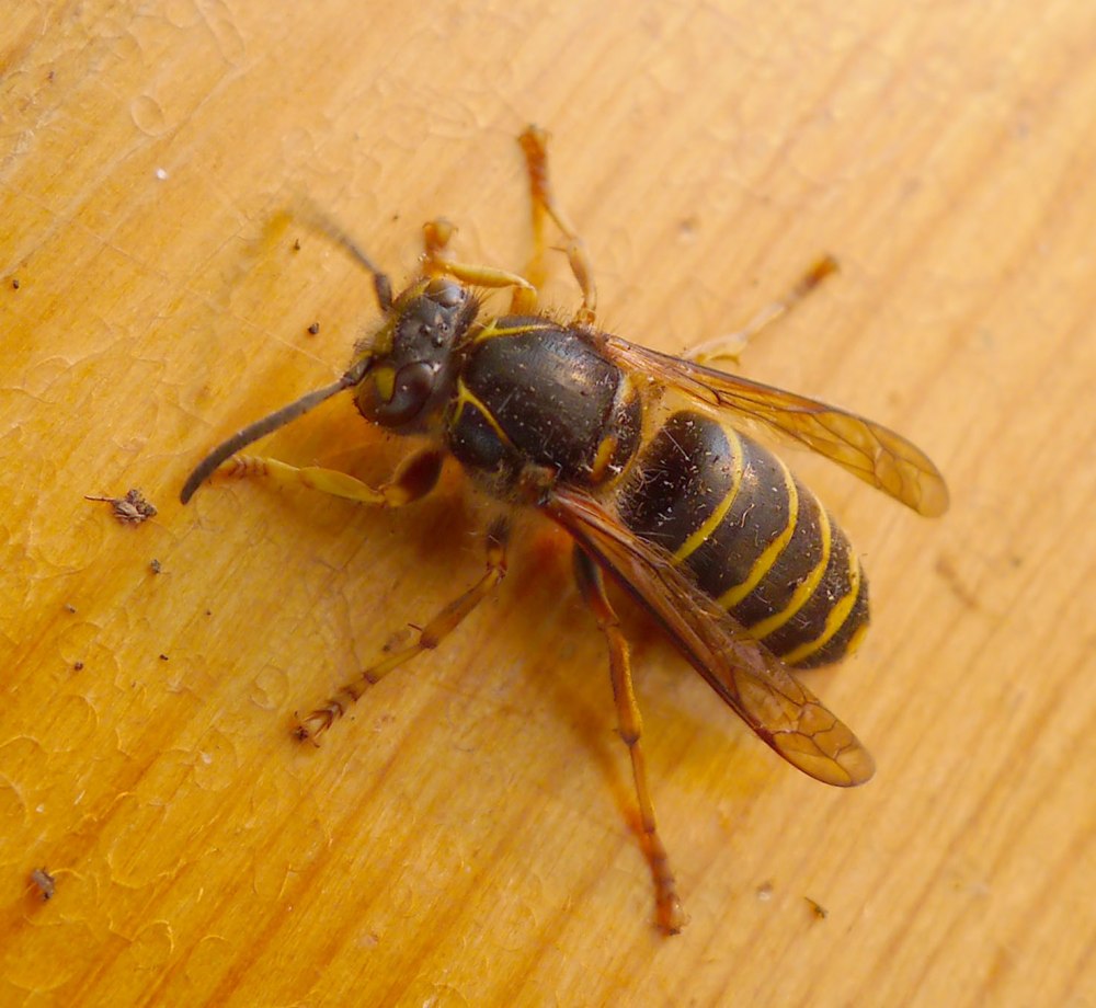 Dolichovespula norwegica