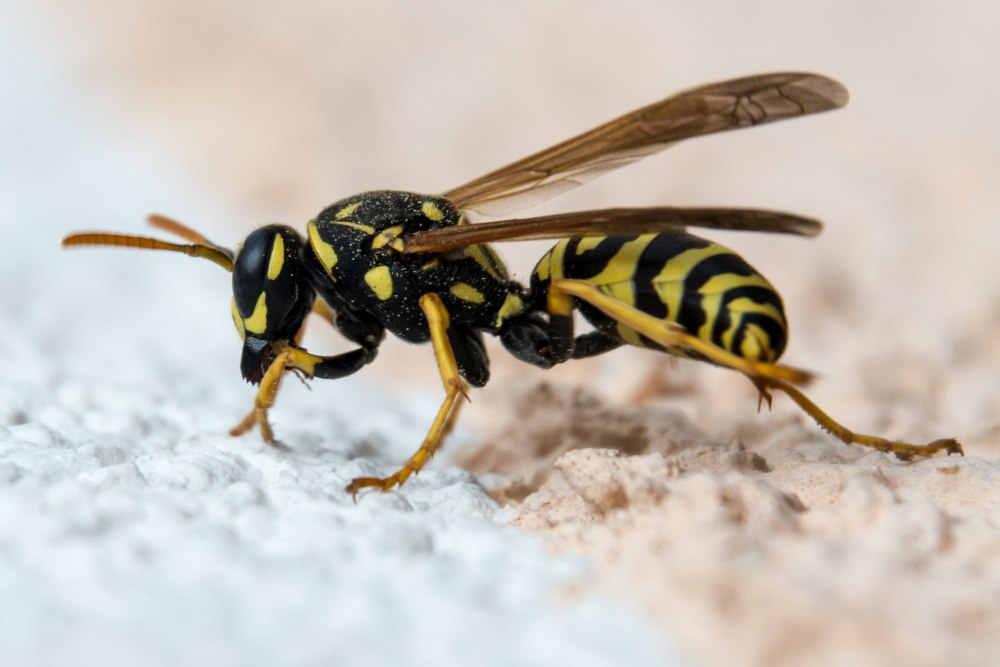 Wasp насекомое