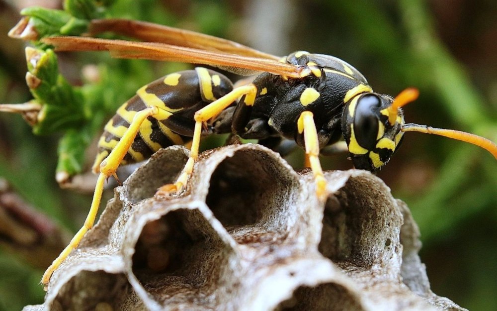 Wasp Оса