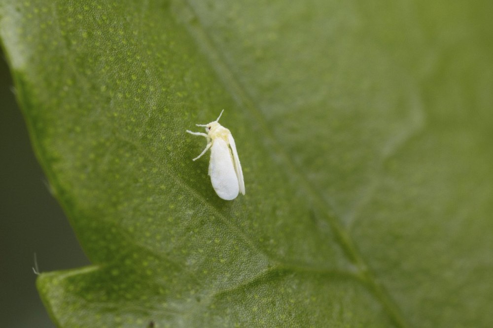 Encarsia Formosa