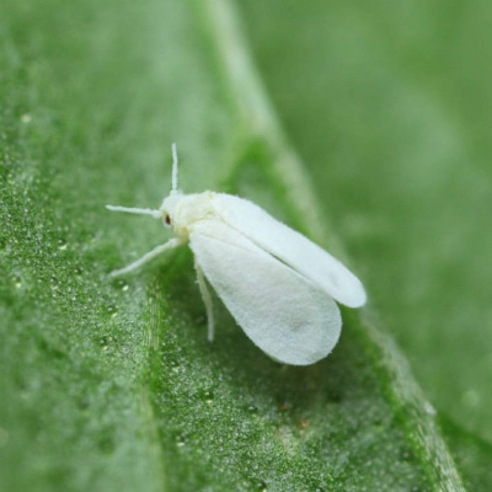 Белокрылка Тепличная (Trialeurodes vaporariorum)