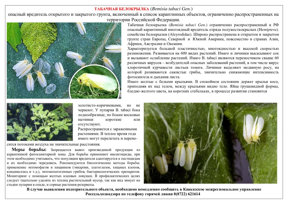 Табачная белокрылка повреждения