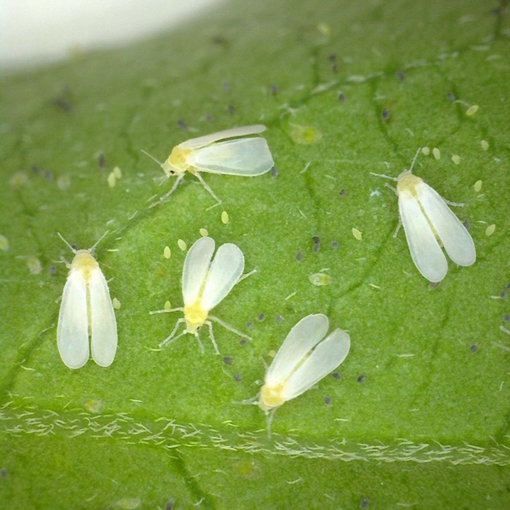 Белокрылка Тепличная (Trialeurodes vaporariorum)