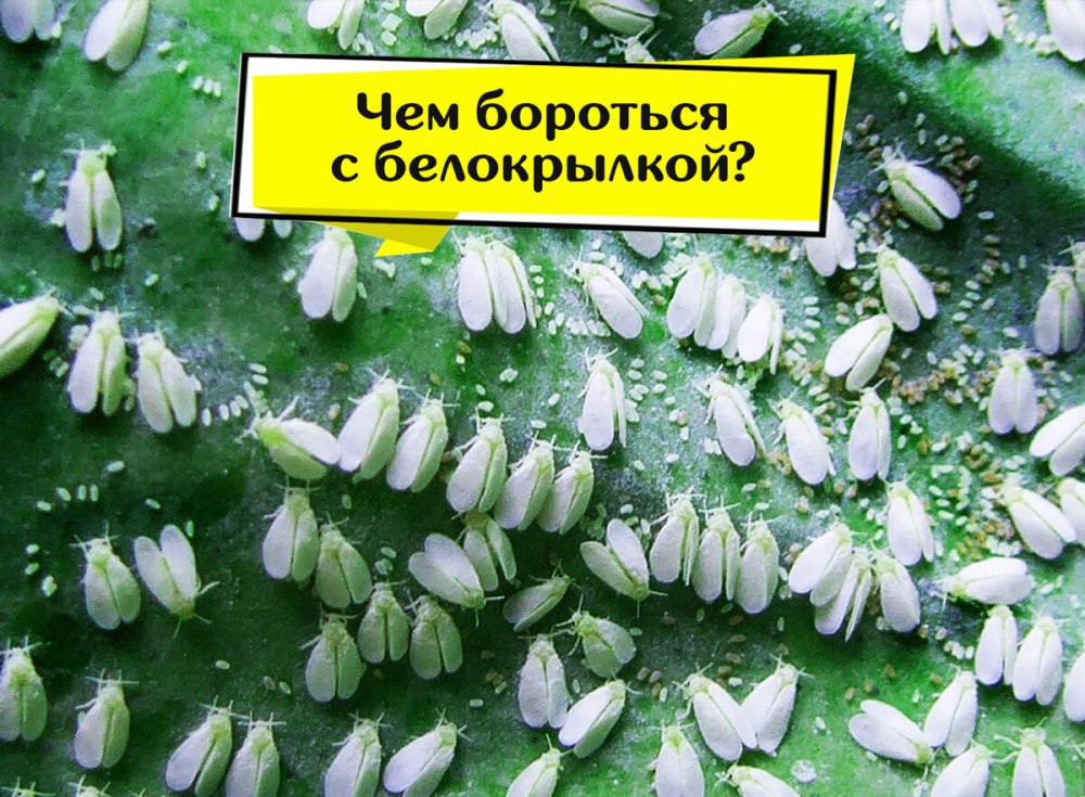 Белокрылка личинки