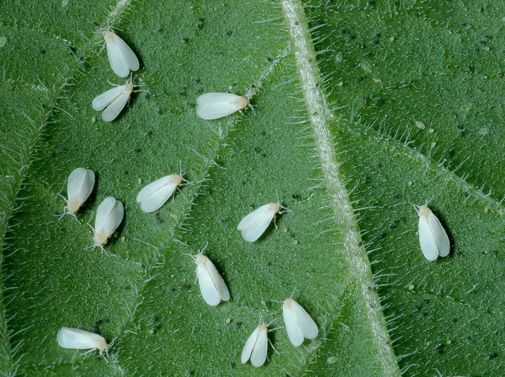 Белокрылка Тепличная (Trialeurodes vaporariorum)