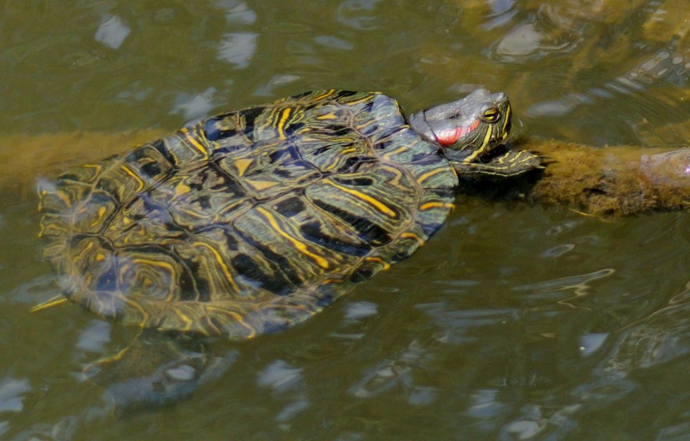 Флоридская краснобрюхая черепаха