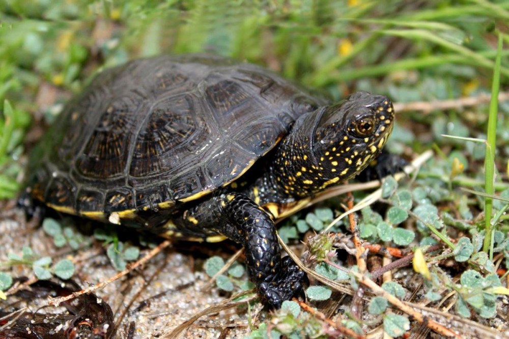 Черепаха Болотная – Emys orbicularis».