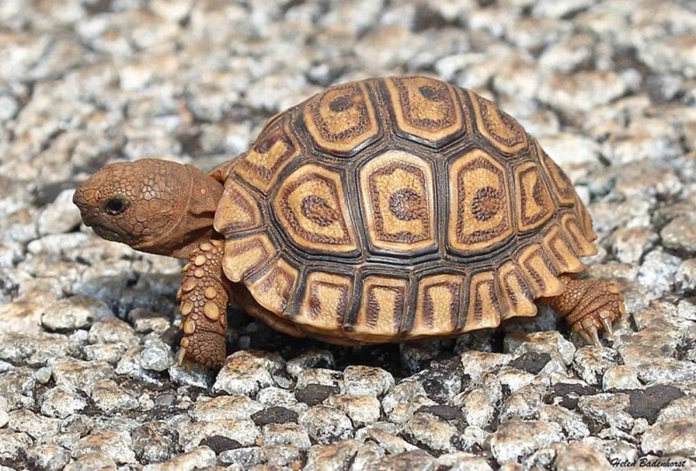 Леопардовая черепаха