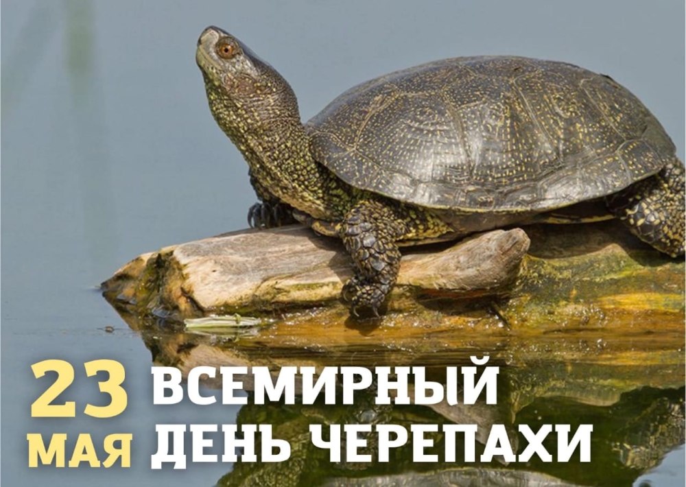 Болотная черепаха Emys orbicularis (Linnaeus, 1758)