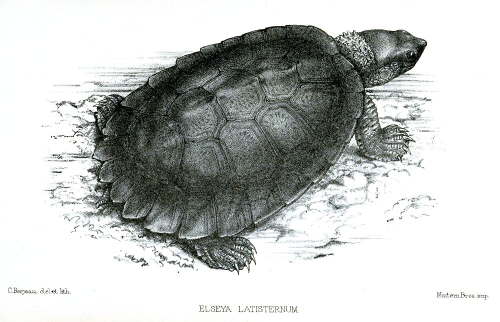 Болотная черепаха рисунок