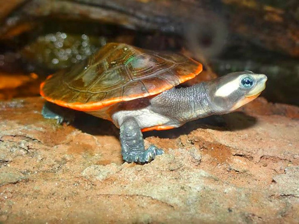 Эмидура краснобрюхая