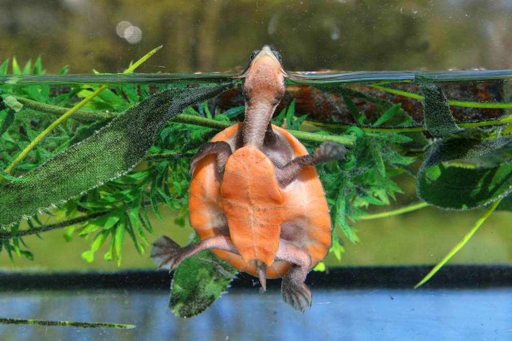 Краснобрюхая короткошеяя черепаха