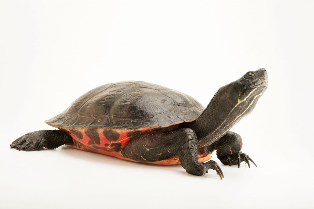 Pseudemys rubriventris )