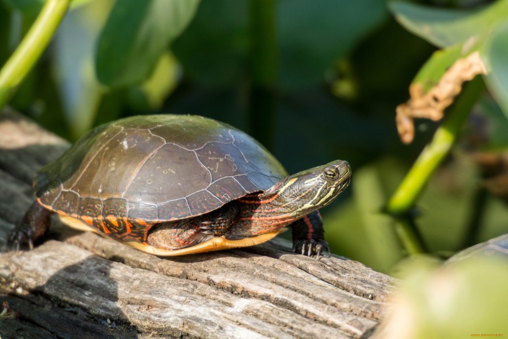 Черепаха австралийская краснобрюхая