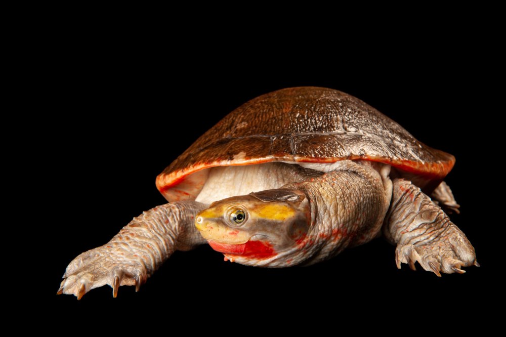 Краснобрюхая короткошеяя черепаха