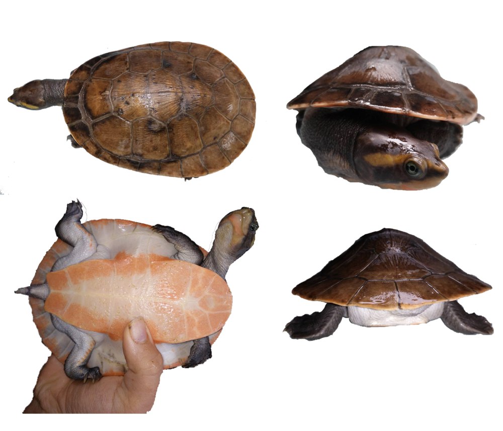 Черепаха эмидура краснобрюхая