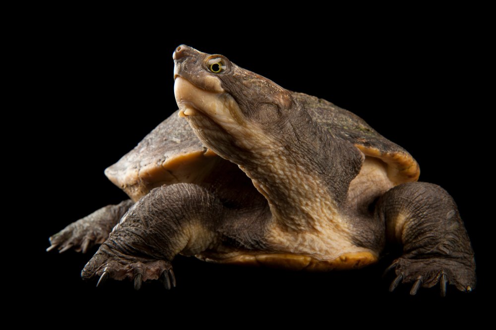 Элсея черепаха