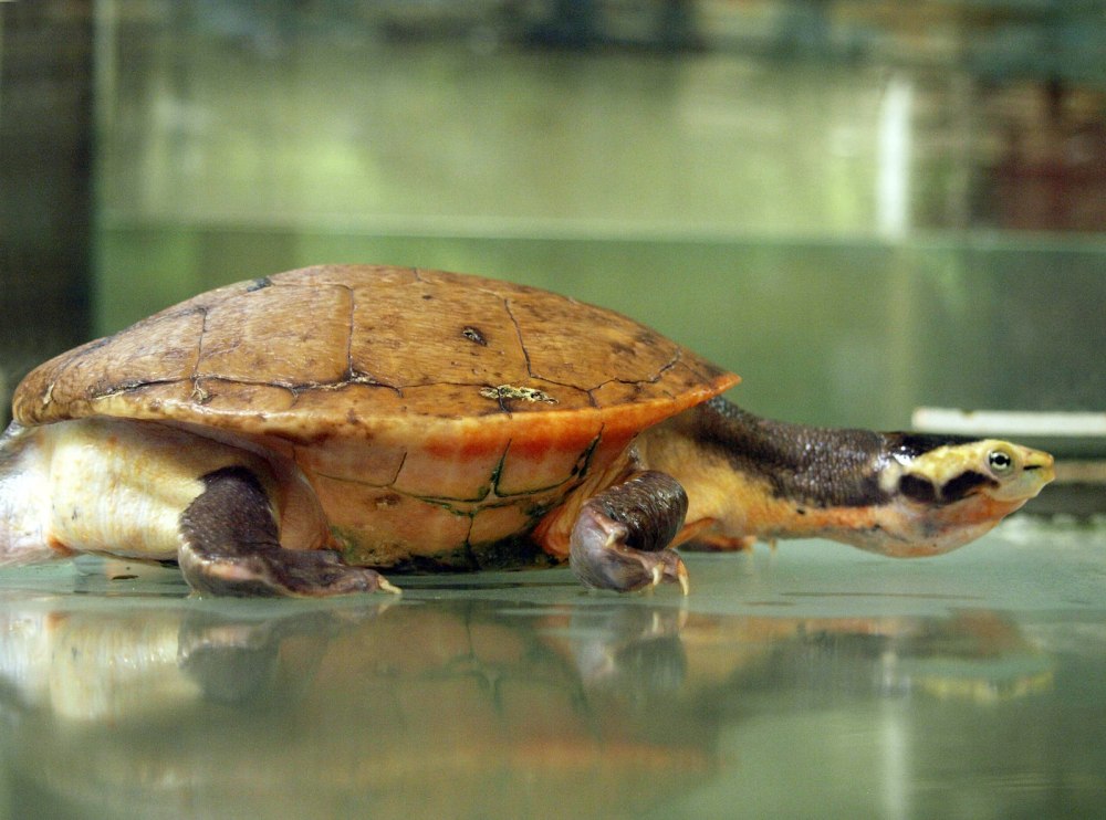 Черепаха эмидура краснобрюхая