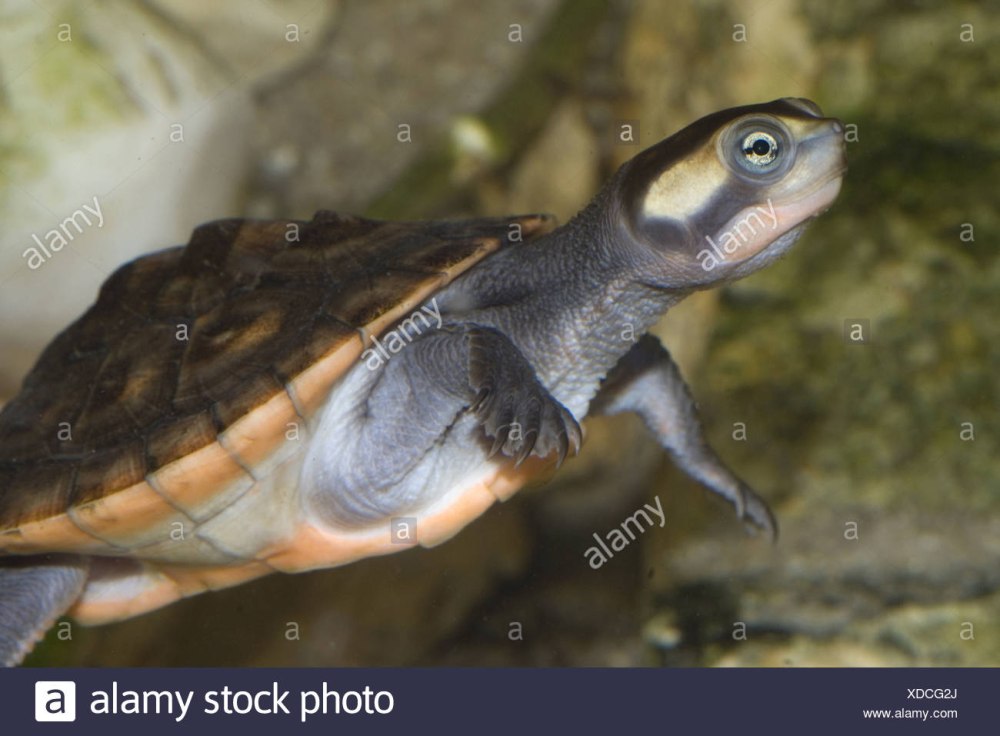 Эмидура краснобрюхая